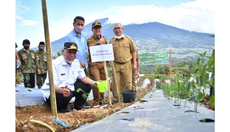 TANAM TAXUS— Gubernur Sumbar Mahyeldi Ansharullah saat penananan taxus di kawasan Gunung Singgalang, daerah Pandai Sikek Kabupaten.Tanah Datar, Selasa (30/11)