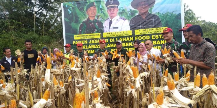 PANEN JAGUNG—Dandim 0310/SSD Letkol. Inf. Endik Hendra Sandi S.Sos.M.I.Pol, Kabid Tanaman Pangan dan Holtikultura Ir. Yunis Marlita, MSi, Camat Barangin Subandi Arpan, SH melakukan panen jagung, di Desa Kolok Nan Tuo Kecamatan Barangin