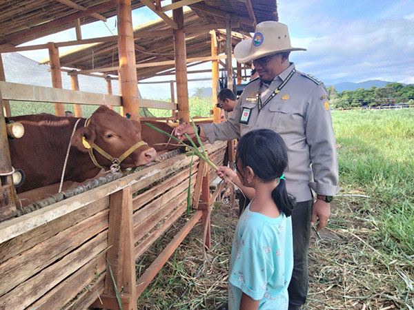 Sapi Berukuran Besar Milik BPTU HPT Padang Mengatas Di Penas XVI KTNA