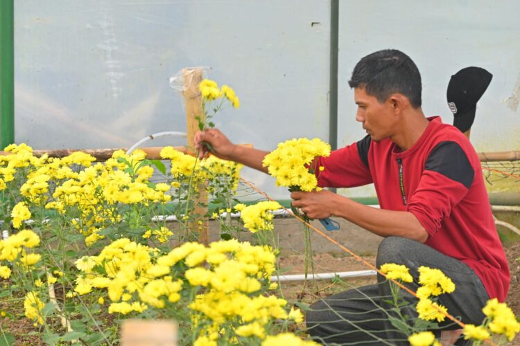 Aktivitas budi daya di green house bunga krisan di Batu Patah Payo Kota Solok.