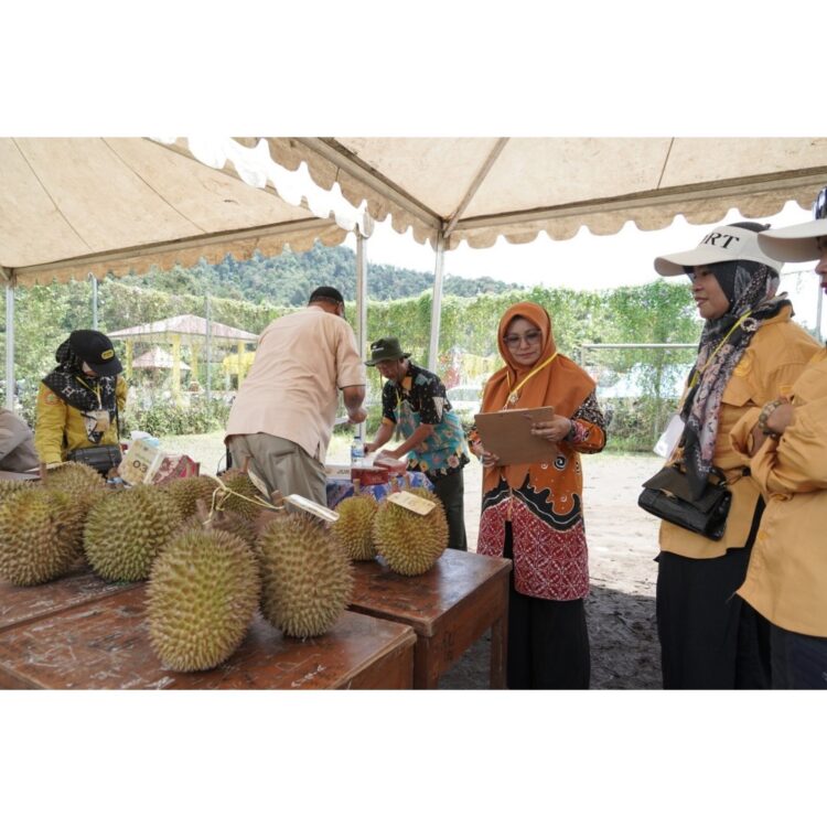 LOMBAKAN—Durian asal Solok Selatan yang diperlombakan dalam Kontes Durian dalam Festival Durian Solok Selatan 2024.