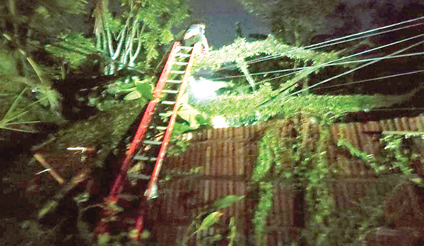 Pohon Tumbang Di Gunung Pangilun Timpa Kabel Listrik Dan Pagar ...