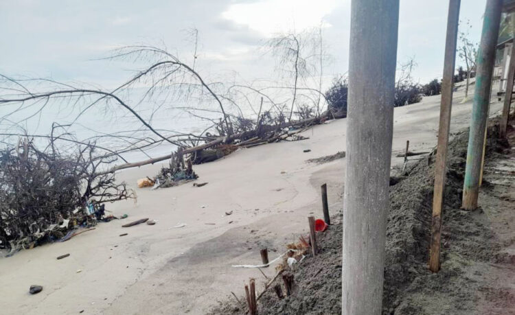 ABRASI PANTAI— Pantai Pasir Jambak kembali dihantam abrasi pantai sejak beberapa hari terakhir. Kondisi yang makin parah dan membuat pohon tembakau yang ditanam juga ikut tumbang.