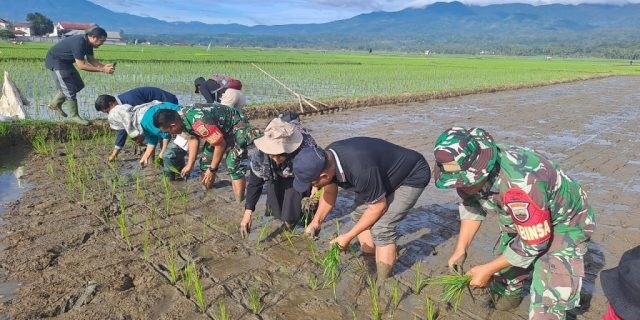 PENANAMAN SERENTAK— Tanam padi serentak dilakukan bersama dengan tujuan menstimulasi petani untuk menyegerakan memulai musim tanam.