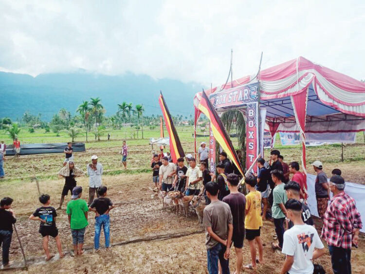 BURU BABI— Nagari Koto Kaciak, Kecamatan Tanjung Raya, Kabupaten Agam menggelar alek buru babi, Minggu (2/6).