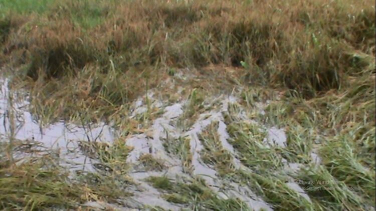 MEMIRISKAN—Terlihat kondisi lahan pertanian masyarakat saat terendam banjir sangat memiriskan.