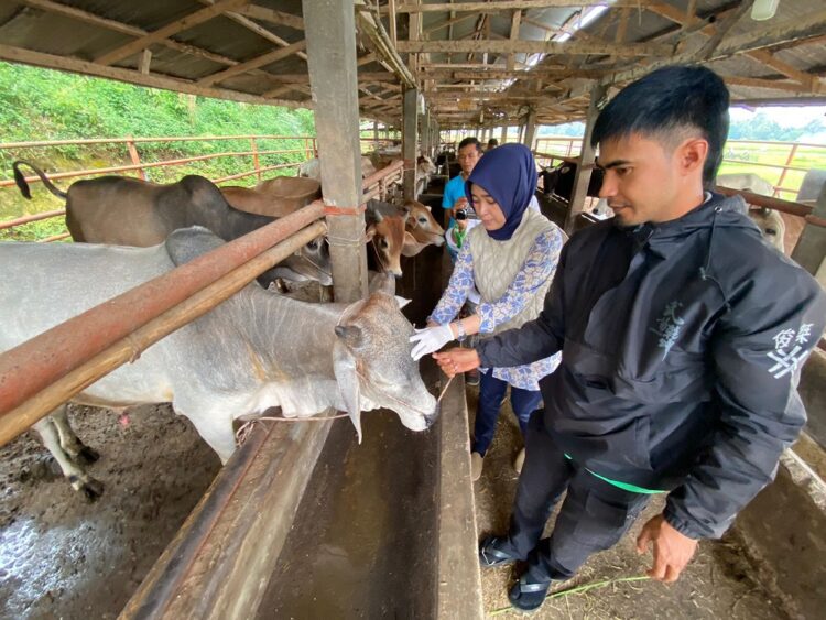 PERIKSA SAPI KURBAN—Petugas Kesehatan Hewan dari UPTD Pusat Kesehatan Hewan Dinas Pertanian Payakumbuh mendatangi peternakan sapi untuk mencek kesehatan sapi kurban.