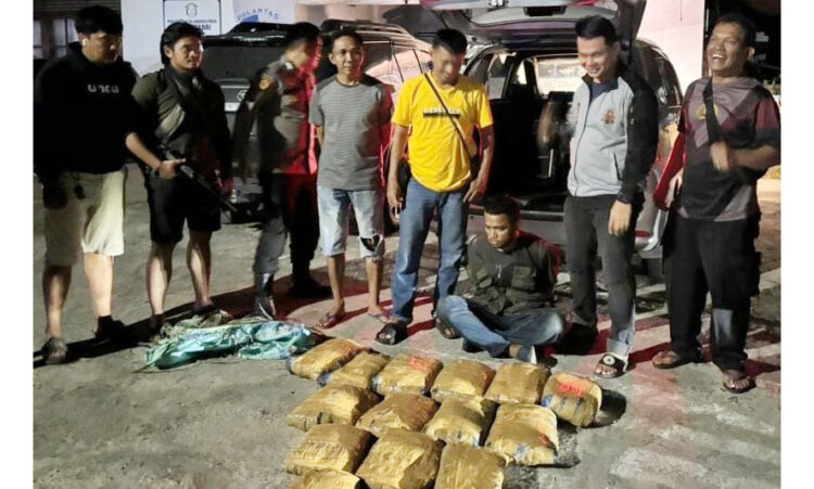 GANJA— Tim Ditresnarkoba Polda Sumbar menangkap seorang kurir yang membawa 16 paket ganja dari Panyabungan, Provinsi Sumut.