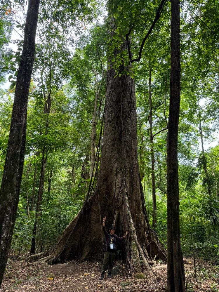 Pohon benuang laki yang berdiameter 2,25 meter dan tinggi 50-60 meter di Desa Belangian, Kecamatan Aranio, Kabupaten Banjar, Kalimantan Selatan (Kalsel).