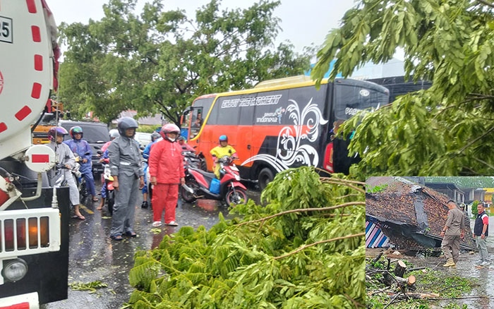 PEMBERSIHAN POHON TUMBANG— Tim Reaksi Cepat BPBD Kota Padang bersama warga dan juga aparat lainnya melakukan pembersihan dan evakuasi pohon tumbang yang terjadi di puluhan titik wilayah Kota Padang sejak Selasa (17/9) pagi. Cuaca ekstrem diperkirakan masih akan terjadi, sehingga BPBD mengimbau warga tetap waspada terhadap pohon tumbang dan bencana lainnya.