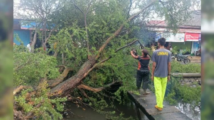 BENCANA— Petugas BPBD melakukan pembersihan material pohon tumbang dan longsor di Padang.