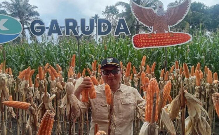 PANEN JAGUNG— Kepala Dinas Tanaman Pangan dan Hortikultura Pasaman Barat Doddy San Ismail saat panen jagung di kelompok tani Kecamatan Luhak Nan Duo.