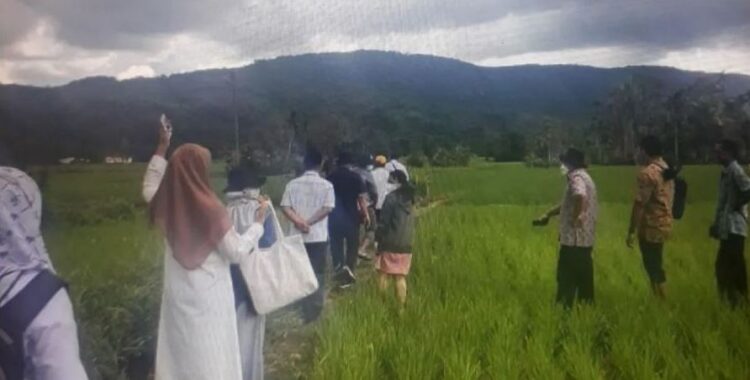 KUNJUNGI PERSAWAHAN PETANI—Tim Dinas Pertanian Tanaman Pangan Holtikultura dan Peternakan Pasaman Barat saat meninjau lahan pertanian sawah di Kecamatan Talamau.