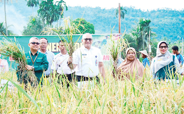 PANEN PADI— P  Wali Kota Padang Andree Harmadi Algamar ikut melakukan panen padi jjar legowo bersama Keltan Anugerah, Kelurahan Kuranji, Kecamatan Kuranji, Rabu (23/10) pagi.