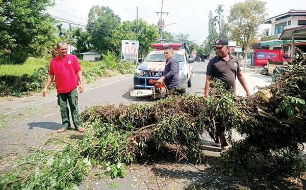 EVAKUASI POHON— Tim gabungan dari BPBD bersama warga setempat melakukan evakuasi pohon trembesi yang tumbang dan menimpa seorang mahasiswi IAIN IB, di di depan Masjid Al Bayinnah, Tanjung Aur, Kecamatan Kototangah, Rabu (30/10).