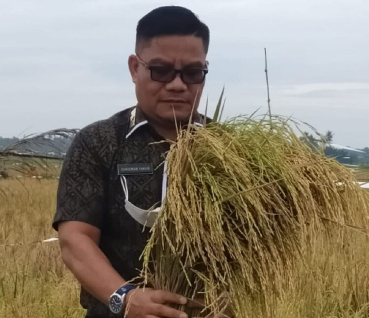 PANEN PADI—Plt. Kadis Pertanian dan Ketahanan Pangan Pemkab Padangpariaman, Yurisman, ikut panen padi masyarakat.