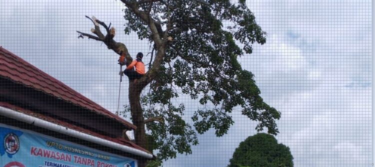 PANGKAS POHON— Petugas BPBD melakukan pemangkasan pohon yang berpotensi tumbang dan membahayakan bagi warga dan juga pengendara.