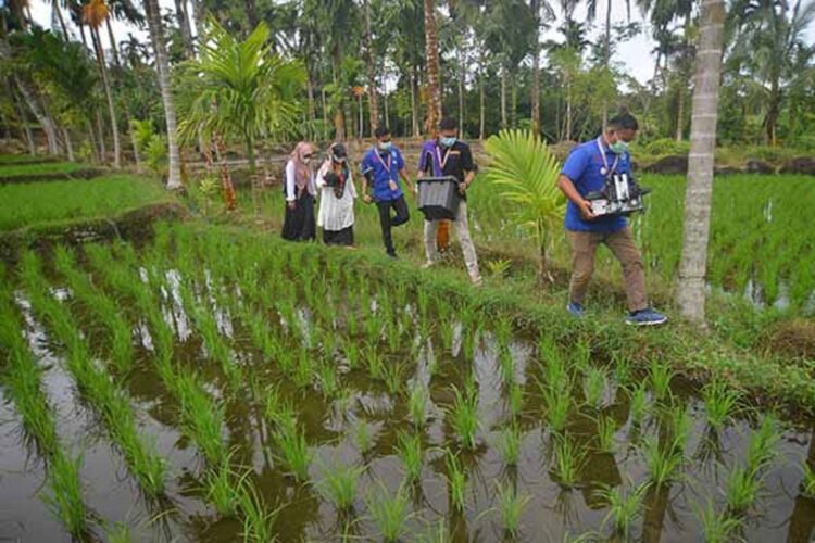 LEWAT SAWAH—Petugas melewati areal persawahan penduduk membawa peralatan ke lapangan untuk melaukan perekaman e KTP.