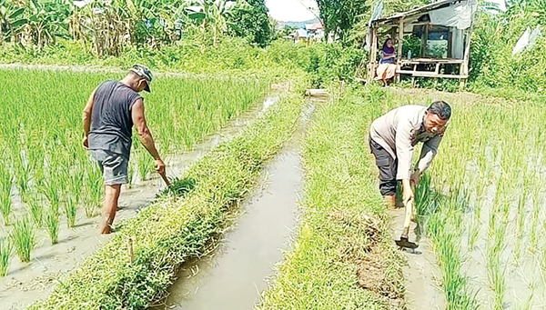 TURUN KE SAWAH— Anggota Polsek Lubuk Begalung Aipda  Dian Wihendro Ratno, ikut mencangkul dan membantu petani di di Kampung Jua, Kecamatan Lubuk Begalung, Sabtu (9/10).