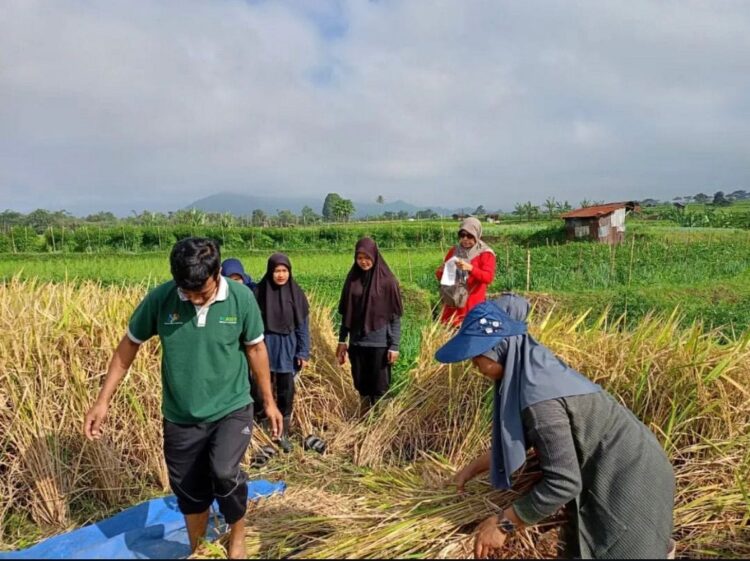 PANEN PADI— Para petani  melakukan panen padi di saat program bantuan premi Asuransi Usaha Tani Padi (AUTP) telah memberikan dukungan signifikan bagi petani di Padang Panjang.