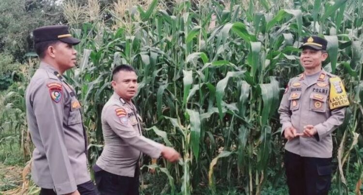 MOTIVASI—Bhabinkamtibmas Durian II Sawahlunto di depan kebun jagung manis yang diolahnya untuk memberi motivasi
memberdayakan lahan kosong kepada masyarakat.