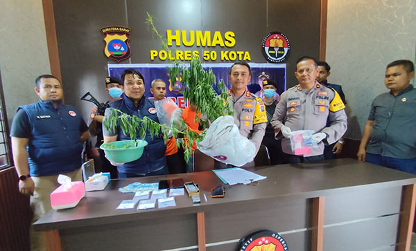 TANAM GANJA— Kapolres Lima Puluh Kota AKBP Syaiful Wachid memperlihatkan barang bukti pohon ganja dan sabu yang disita dari penangkapan tiga pengedar.