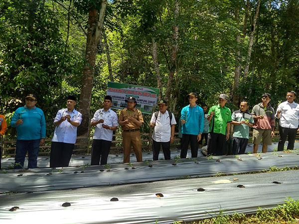 TANAM CABAI— Kemenag Limapuluh Kota bersama Baznas, Wali Nagari, melakukan penanaman perdana cabai di Kampung Zakat, Jorong Mangunai.