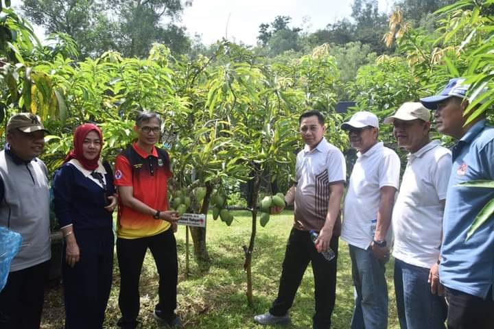 mangga dan jambU— Pj Wako Sawahlunto Fauzan Hasan bersama Pj Sekda Ezeddin Zain, meninjau Kebun Buah Agro Eduwisata Kandi, Jumat (15/11). Kedua pejabat daerah ini memanen langsung beberapa varietas buah seperti mangga dan jambu.