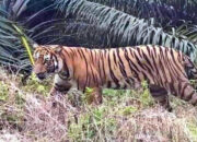 Masyarakat Kembali Lihat Harimau Sumatera di Batang Lolo Solok Selatan 