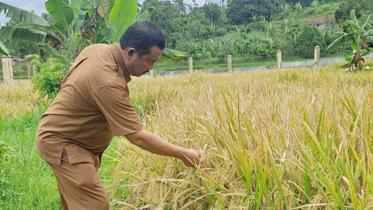 TINJNAU—Terlihat salahseorang petugas Dinas Pertanian kota Solok saedang meninjau padi yang akan penen.