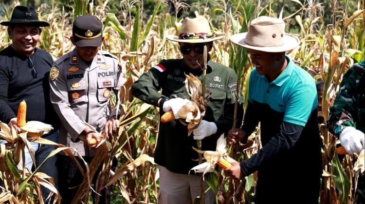 BERSAMA— Rafi Erlangga salah seorang petani Milenial di Nagari Padang Magek Kecamatan Rambatan bersama Bupati eka Putra.