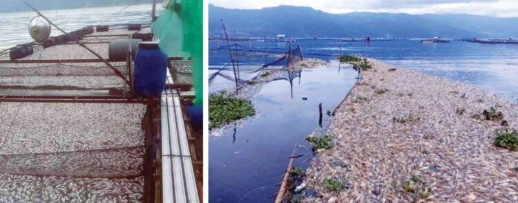 KEMATIAN IKAN— Dinas Ketahanan Pangan dan Perikanan (DKPP) Agam mendata jumlah ikan yang mati mencapai 75 ton. Kematian ikan ditemukan pada lima jorong di dua nagari, Tanjung Sani dan Bayua.