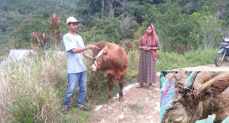 DISERANG HARIMAU—Kondisi sapi warga yang diserang harimau di Nagari Pagadih, Kecamatan Palupuh, Kabupaten Agam.