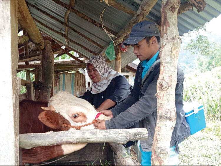 PEMERIKSAAN HEWAN—
Dinas Pertanian Kabupaten Agam saat melakukan pemeriksaan terhadap hewan untuk mengantisipasi wabah penyakit mulut dan kuku (PMK) pada ternak.