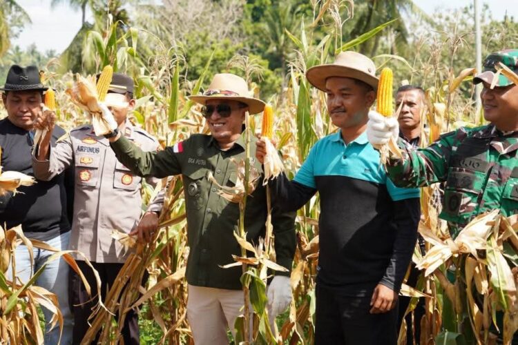 LIHATKAN—Bupati Tanah Datar Eka Putra, lihatka jagung yang dipanen raya perdana jagung di Jorong Guguak Baruah, Nagari Padang Magek Kecamatan Rambatan, Sabtu (4/1