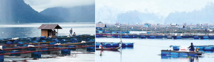 KERAMBA JARING APUNG—
Keramba jaring apung di Danau Maninjau memberikan kotribusi terbesar produksi ikan air tawar di Kabuten Agam.