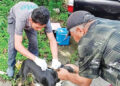 VAKSIN RABIES— Dinas Pertanian Kota Padang sudah menyiapkan sebanyak 1.000 dosis vaksin untuk Hewan Pembawa Rabies (HPR) se-Kota Padang. HPR sendiri terdiri dari anjing dan kucing, baik hewan peliharaan maupun tidak.