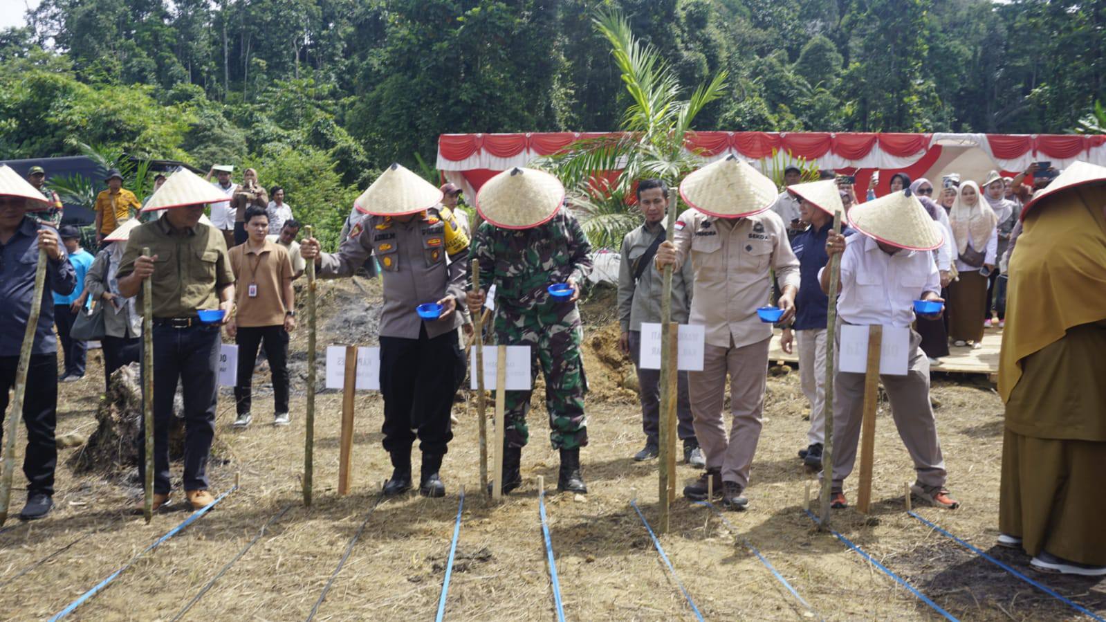 Dukung Ketahanan Pangan Nasional, Pasbar Ikuti Penanaman Padi Gogo di Lahan Perkebunan