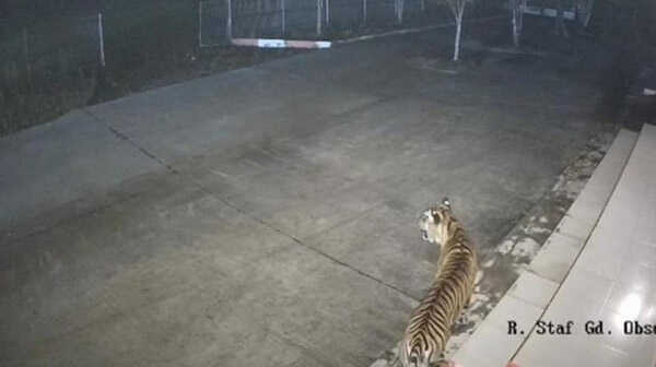 TEREKAM CCTV— Harimau terekam CCTV masuk ke kawasan perkantoran BRIN di Koto Tabang, Nagari Koto Rantang, Kecamatan Palupuah, Kabupaten Agam.