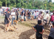 Buru Alek PORBBI Sumbar di Bungus Diikuti Ribuan Masyarakat, Kendalikan Hama Babi, Tumbuhkan Semangat Gotong Royong