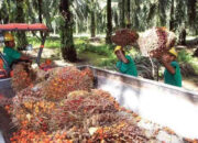 Cegah Penurunan Produksi Sawit, Pemerintah Permudah Aturan PSR