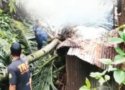 Hujan-Badai Melanda Padang, Pohon Kelapa Tumbang Timpa Rumah Buruh Lepas
