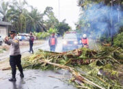 Pohon Tumbang Picu Tabrakan Maut, Sopir L300 Tewas di Tempat