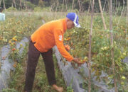 Harga Murah,Semangat Petani Tomat Lesu