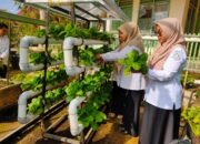 Upaya Pemanfaatan Lahan Terbatas, Dinas Pertanian Kota Solok Panen Sayur Hidroponik