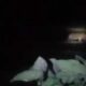Penampakan Harimau di Mudiak Sungai Manau Kabupaten Solok Selatan, Camat KPGD: Sudah Dilaporkan ke BKSDA Sumbar 
