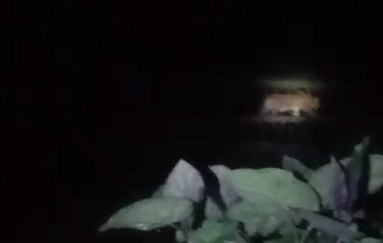 Penampakan Harimau di Mudiak Sungai Manau Kabupaten Solok Selatan, Camat KPGD: Sudah Dilaporkan ke BKSDA Sumbar 