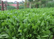 Pemanfaatan Chikory sebagai Pakan Tambahan, Mendukung Kualitas Nutrisi Sapi Potong