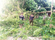 Hujan Badai Tumbangkan Pohon Besar, Sempat Tutupi Akses Jalan 