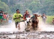 Ribuan Orang Saksikan Ivent Pacu Jawi, Didominasi Penonton Lokal